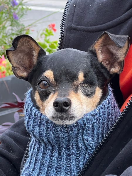 Entry image for TJ . Clicking this image will show a larger photo