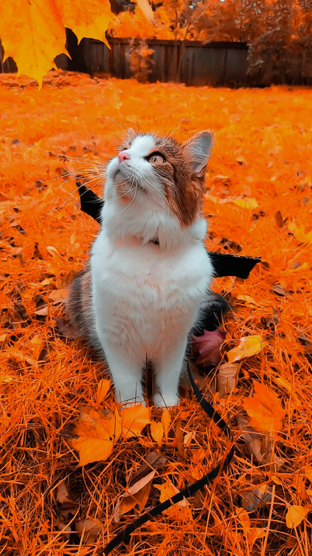 Entry image for Ghost . Clicking this image will show a larger photo