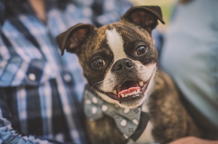 Entry image for Finnegan. Clicking this image will show a larger photo