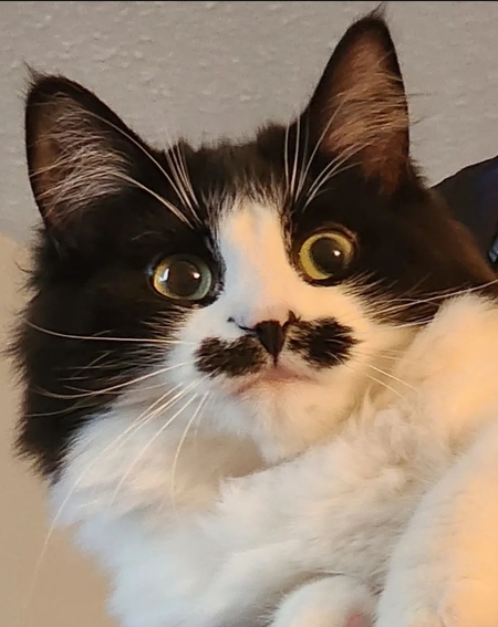 Entry image for Stasha. Clicking this image will show a larger photo