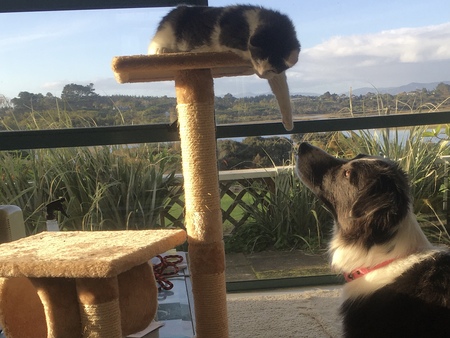 Entry image for Bonnie and Clyde. Clicking this image will show a larger photo