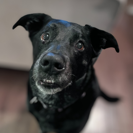 Entry image for Zoie. Clicking this image will show a larger photo