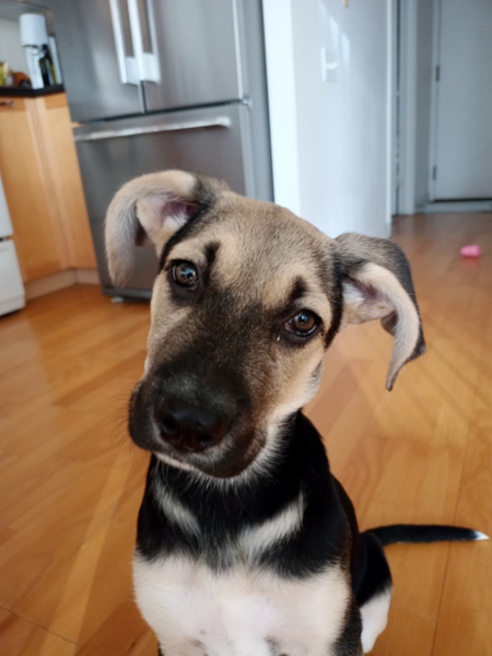 Entry image for Olive. Clicking this image will show a larger photo