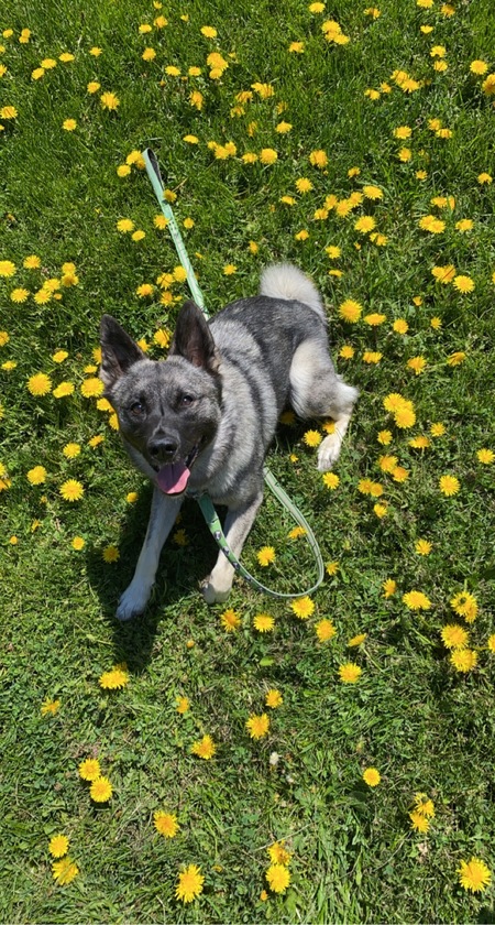 Entry image for Maru. Clicking this image will show a larger photo