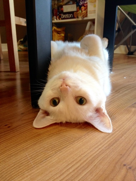 Entry image for Snowflake. Clicking this image will show a larger photo