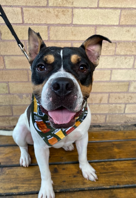 Entry image for Stout. Clicking this image will show a larger photo