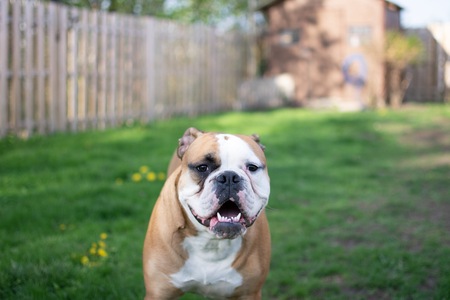 Entry image for Winston. Clicking this image will show a larger photo