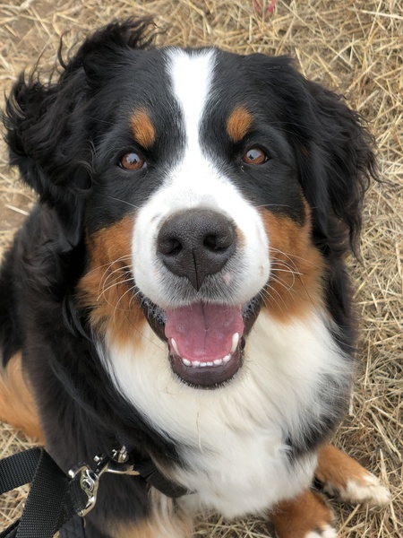 Entry image for Avalanche. Clicking this image will show a larger photo