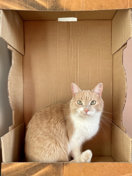 Entry image for Loki. Clicking this image will show a larger photo