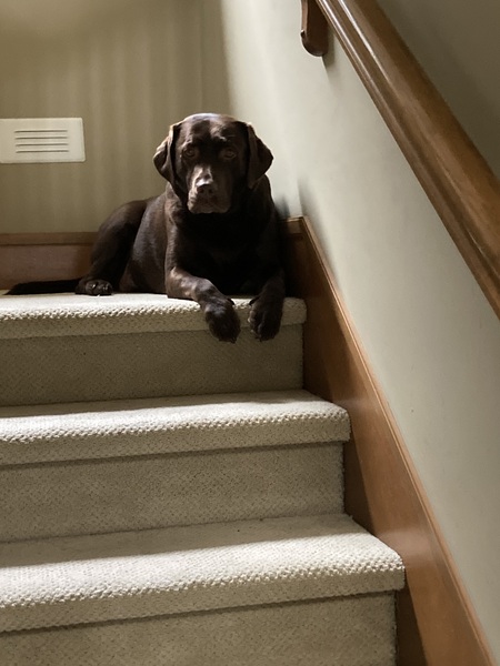 Entry image for Persephone. Clicking this image will show a larger photo