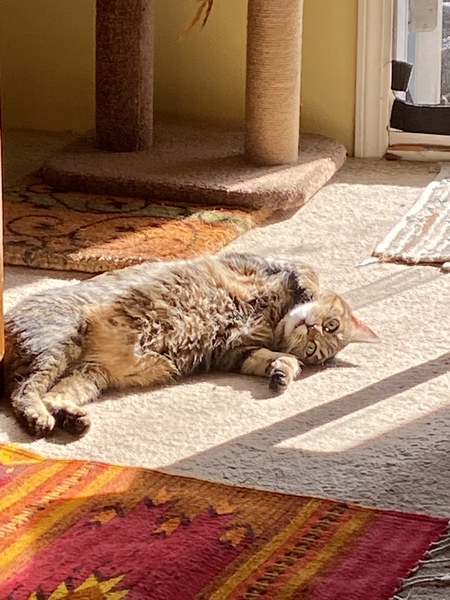 Entry image for Maudie. Clicking this image will show a larger photo