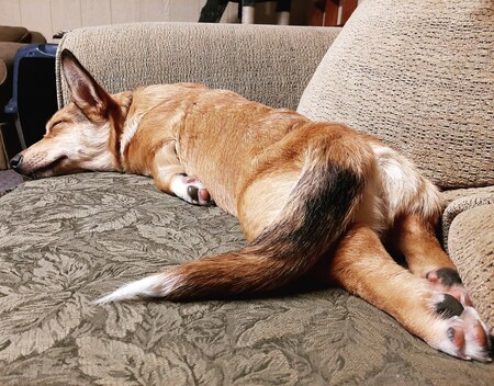 Entry image for Bridget Sesame Bagel Van Fluffybottom . Clicking this image will show a larger photo