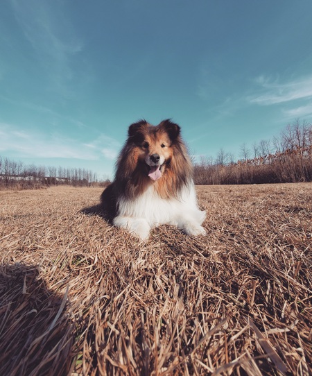 Entry image for Lumi. Clicking this image will show a larger photo