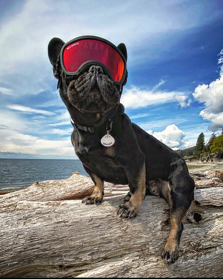 Entry image for Queenie. Clicking this image will show a larger photo