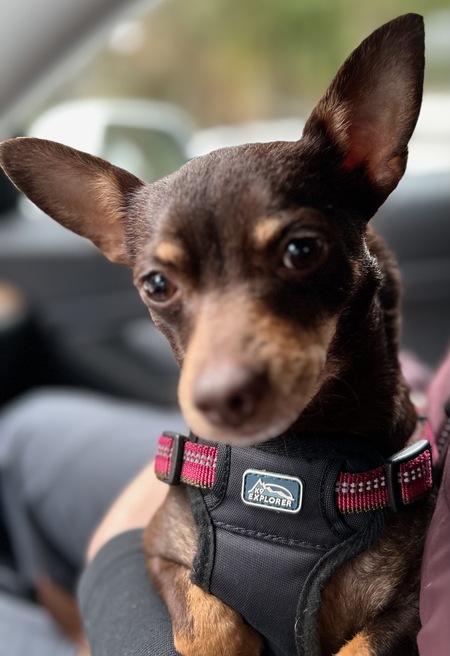 Entry image for Frankie. Clicking this image will show a larger photo