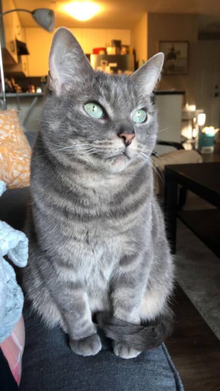 Entry image for Willow. Clicking this image will show a larger photo