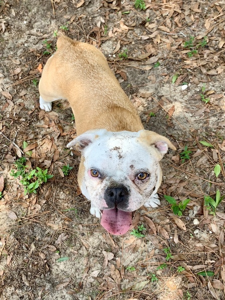 Entry image for Olive. Clicking this image will show a larger photo