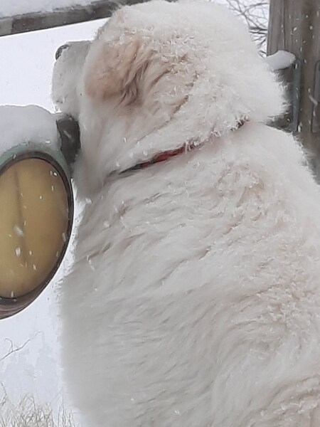 Entry image for BEAU. Clicking this image will show a larger photo