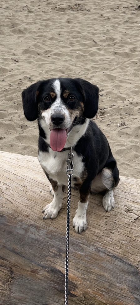 Entry image for Athena. Clicking this image will show a larger photo