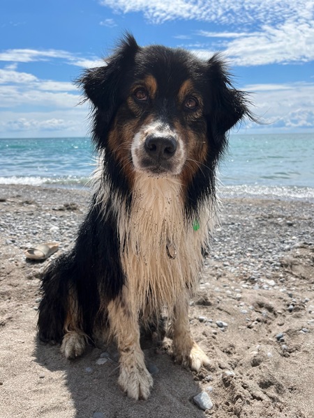 Entry image for Jaya. Clicking this image will show a larger photo