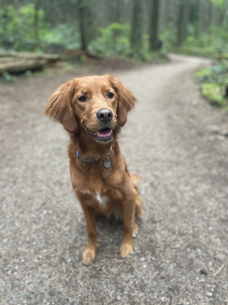 Entry image for Zadie. Clicking this image will show a larger photo