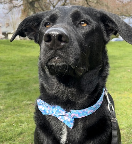 Entry image for Rosie. Clicking this image will show a larger photo