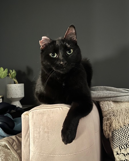 Entry image for Popcorn. Clicking this image will show a larger photo