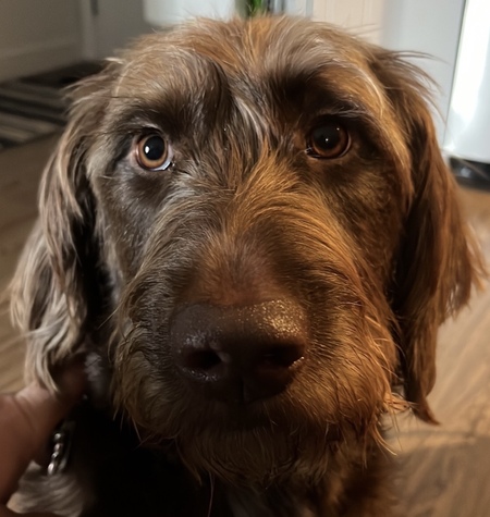 Entry image for Hershey. Clicking this image will show a larger photo