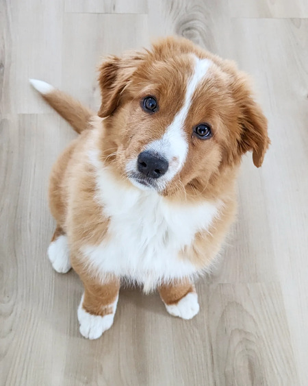 Entry image for Pippin. Clicking this image will show a larger photo