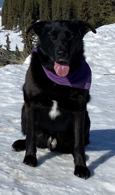 Entry image for Trapper . Clicking this image will show a larger photo