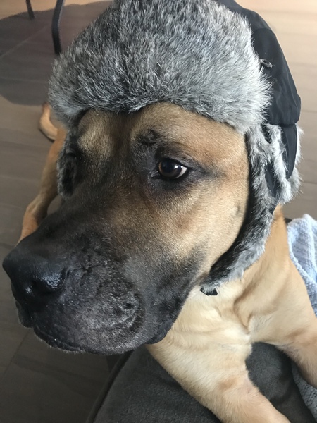 Entry image for Roscoe . Clicking this image will show a larger photo