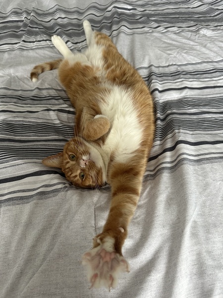 Entry image for Zuma . Clicking this image will show a larger photo