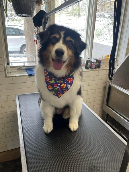 Entry image for Tank. Clicking this image will show a larger photo