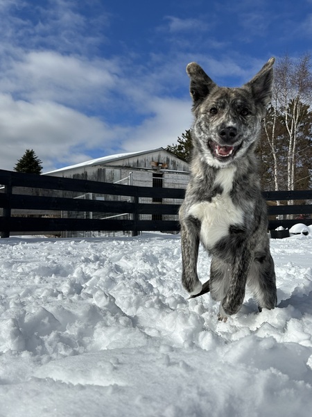 Entry image for Talullah. Clicking this image will show a larger photo