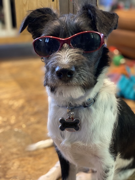 Entry image for Tribble. Clicking this image will show a larger photo