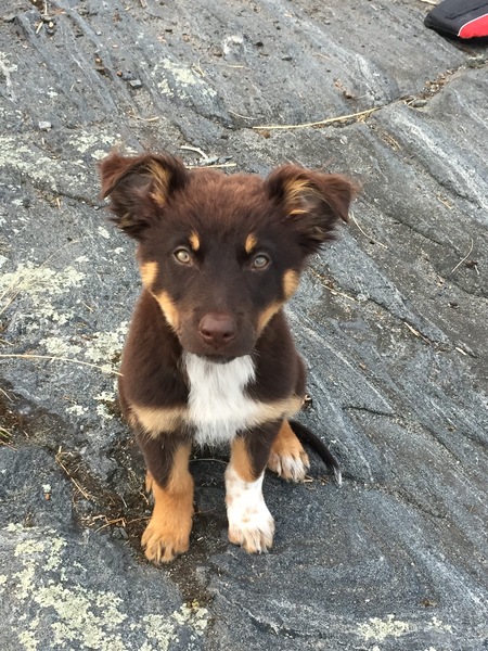 Entry image for Bearli. Clicking this image will show a larger photo