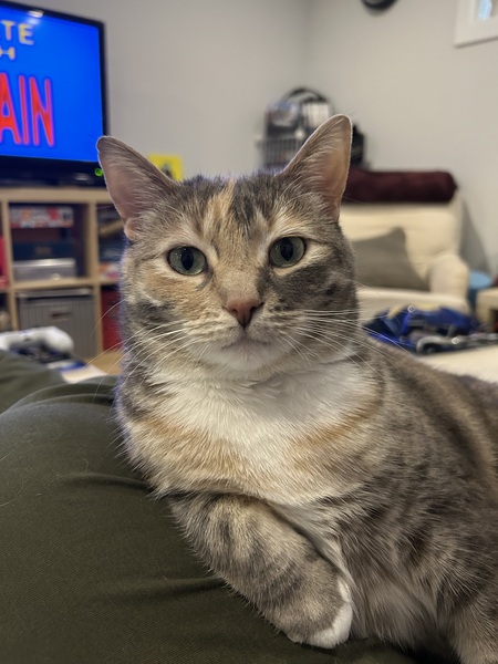 Entry image for Harvey. Clicking this image will show a larger photo