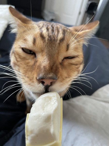 Entry image for Lincoln . Clicking this image will show a larger photo