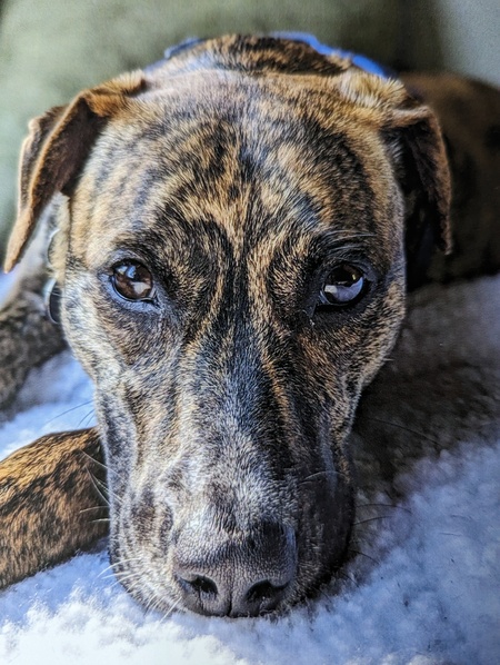 Entry image for Lucy. Clicking this image will show a larger photo