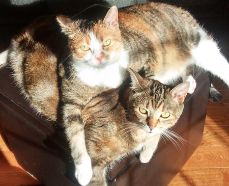 Entry image for Ginger Spicegirl & Pumpkin Pussyboots. Clicking this image will show a larger photo