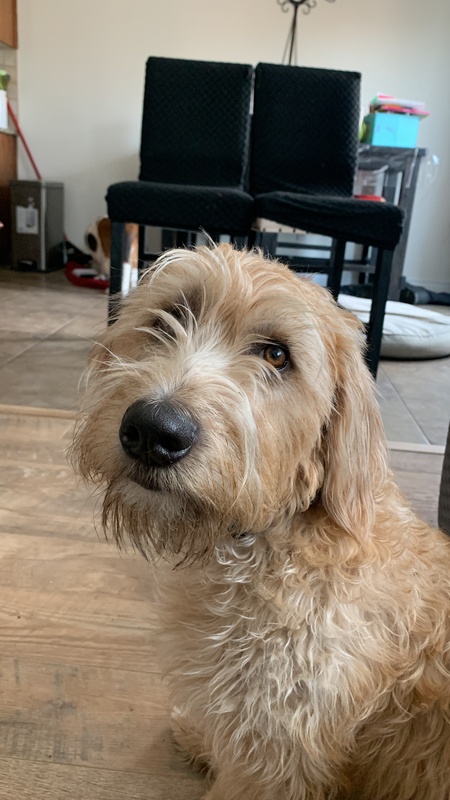 Entry image for Rudy. Clicking this image will show a larger photo