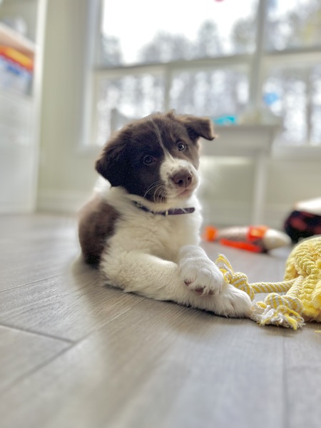 Entry image for Honey. Clicking this image will show a larger photo