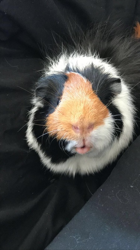 Entry image for Ike. Clicking this image will show a larger photo