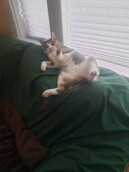 Entry image for Benny. Clicking this image will show a larger photo