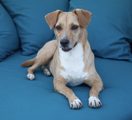 Entry image for Jojo. Clicking this image will show a larger photo