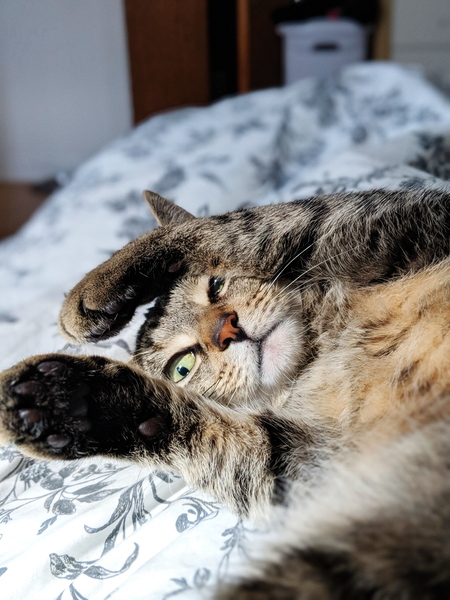 Entry image for Phoebe . Clicking this image will show a larger photo