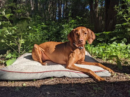 Entry image for Mars. Clicking this image will show a larger photo