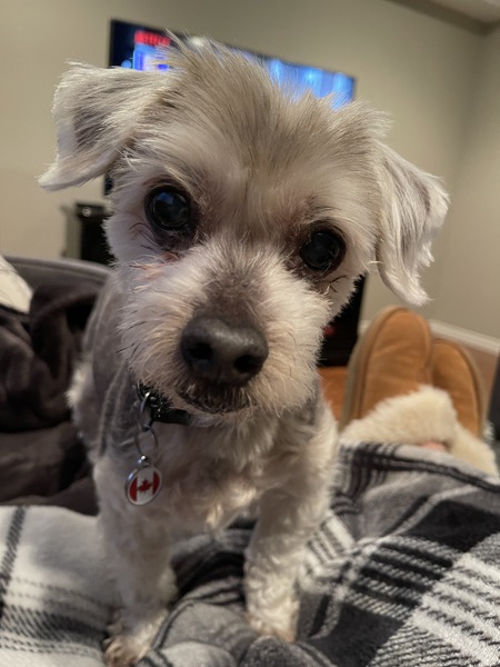 Entry image for Teddy. Clicking this image will show a larger photo