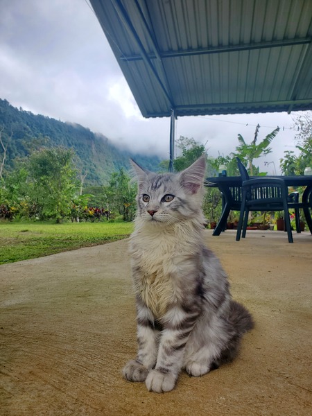 Entry image for Nemo. Clicking this image will show a larger photo