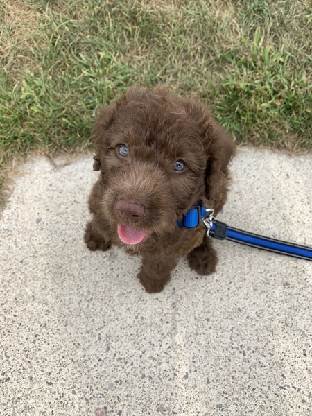 Entry image for Meadow. Clicking this image will show a larger photo